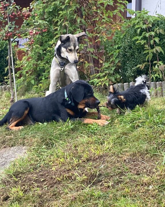 Hunde im Naturdorf